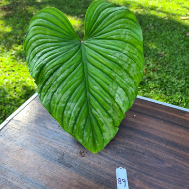 #89 Philodendron Silver Cloud - Well rooted/shot cutting