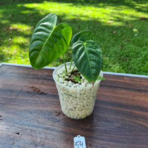 #54 Anthurium Veitchii -  Rooted/Shot Cutting