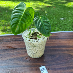 #54 Anthurium Veitchii -  Rooted/Shot Cutting