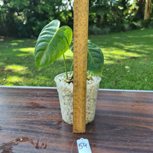 Load image into Gallery viewer, #54 Anthurium Veitchii -  Rooted/Shot Cutting