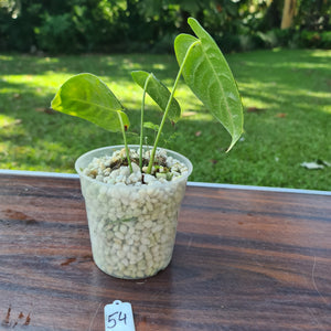 #54 Anthurium Veitchii -  Rooted/Shot Cutting