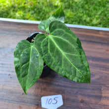 Load image into Gallery viewer, #105 Anthurium Magnificum Hybrid x
