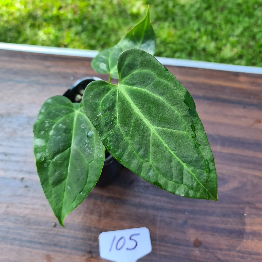 #105 Anthurium Magnificum Hybrid x