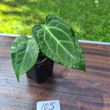 Load image into Gallery viewer, #105 Anthurium Magnificum Hybrid x