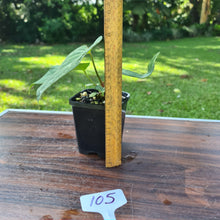 Load image into Gallery viewer, #105 Anthurium Magnificum Hybrid x