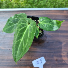 Load image into Gallery viewer, #105 Anthurium Magnificum Hybrid x