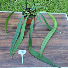 Load image into Gallery viewer, #136 Anthurium Vittarifolium