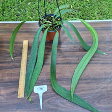 Load image into Gallery viewer, #136 Anthurium Vittarifolium