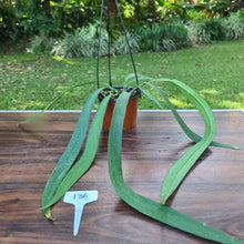 Load image into Gallery viewer, #136 Anthurium Vittarifolium
