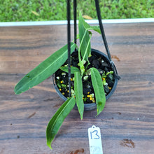 Load image into Gallery viewer, #13 Anthurium Pallidiflorum
