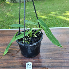 Load image into Gallery viewer, #13 Anthurium Pallidiflorum