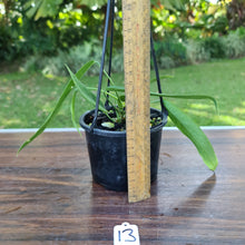 Load image into Gallery viewer, #13 Anthurium Pallidiflorum