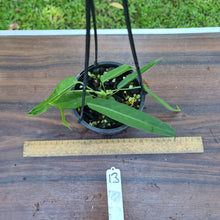Load image into Gallery viewer, #13 Anthurium Pallidiflorum