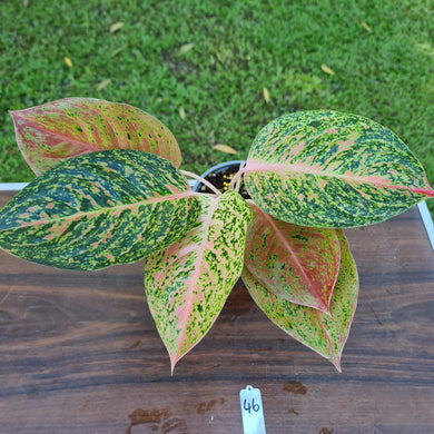 #46 Aglaonema 'Strip Tease'
