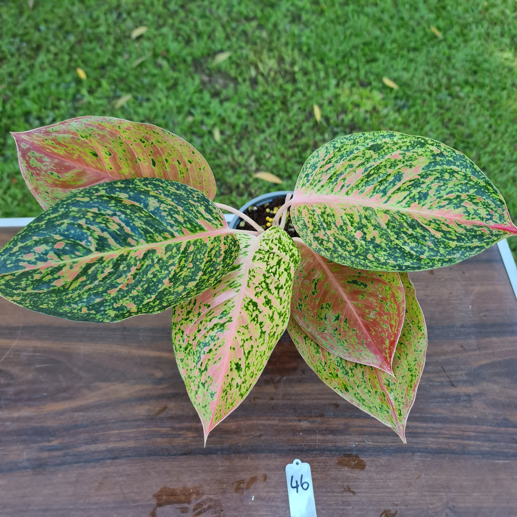 #46 Aglaonema 'Strip Tease'