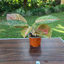 Load image into Gallery viewer, #46 Aglaonema &#39;Strip Tease&#39;