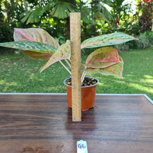 Load image into Gallery viewer, #46 Aglaonema &#39;Strip Tease&#39;