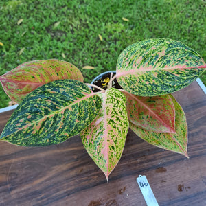 #46 Aglaonema 'Strip Tease'