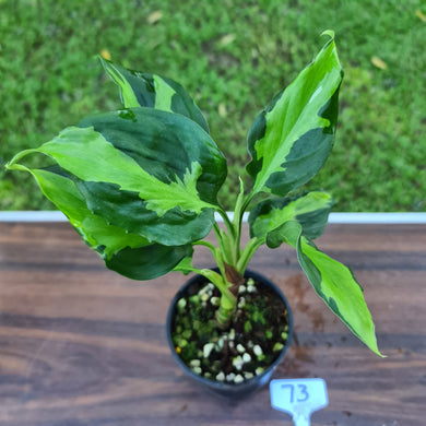 #73 Aglaonema Modestum Medio Pictum / Shingii