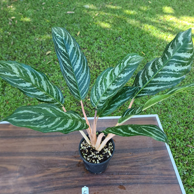 #5 Aglaonema Hybrid