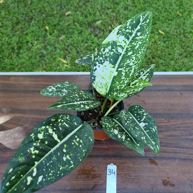 #34 Aglaonema 'Galaxy' / 'Morodoklok'