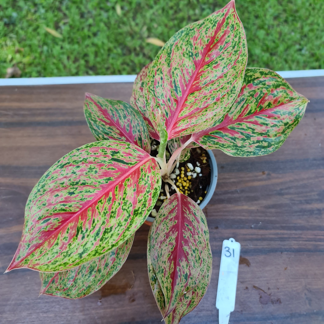 #31 Aglaonema 'Ron's Special'