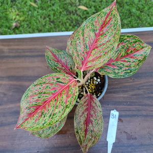 #31 Aglaonema 'Ron's Special'