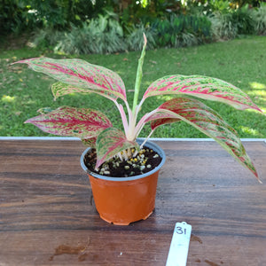 #31 Aglaonema 'Ron's Special'