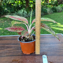 Load image into Gallery viewer, #31 Aglaonema &#39;Ron&#39;s Special&#39;