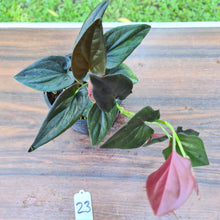 Load image into Gallery viewer, #23 Syngonium Erythrophyllum
