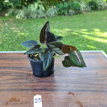 Load image into Gallery viewer, #23 Syngonium Erythrophyllum