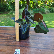 Load image into Gallery viewer, #23 Syngonium Erythrophyllum