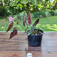 Load image into Gallery viewer, #23 Syngonium Erythrophyllum