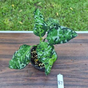 #87 Aglaonema Pictum Tricolor - Flowering maturity