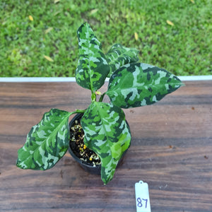 #87 Aglaonema Pictum Tricolor - Flowering maturity