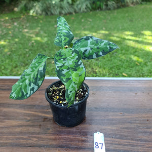 #87 Aglaonema Pictum Tricolor - Flowering maturity