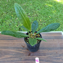 Load image into Gallery viewer, #92 Anthurium Superbum