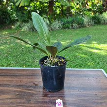 Load image into Gallery viewer, #92 Anthurium Superbum