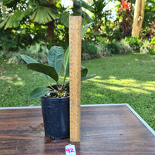 Load image into Gallery viewer, #92 Anthurium Superbum