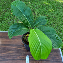 Load image into Gallery viewer, #29 Philodendron Geniculatum