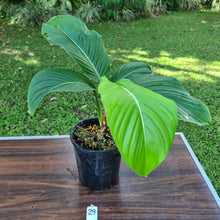 Load image into Gallery viewer, #29 Philodendron Geniculatum