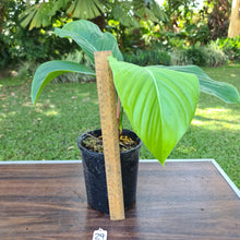 Load image into Gallery viewer, #29 Philodendron Geniculatum