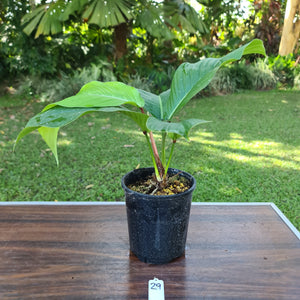 #29 Philodendron Geniculatum