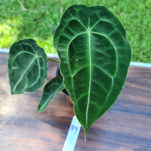 Load image into Gallery viewer, #89 Anthurium Forgetii (Pure)