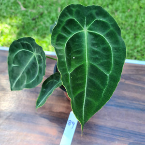 #89 Anthurium Forgetii (Pure)