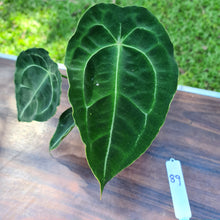Load image into Gallery viewer, #89 Anthurium Forgetii (Pure)
