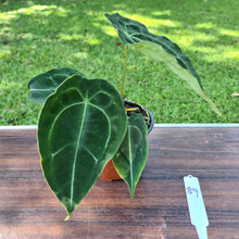 Load image into Gallery viewer, #89 Anthurium Forgetii (Pure)
