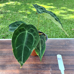 #89 Anthurium Forgetii (Pure)