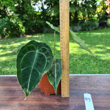 Load image into Gallery viewer, #89 Anthurium Forgetii (Pure)