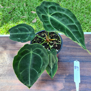 #89 Anthurium Forgetii (Pure)